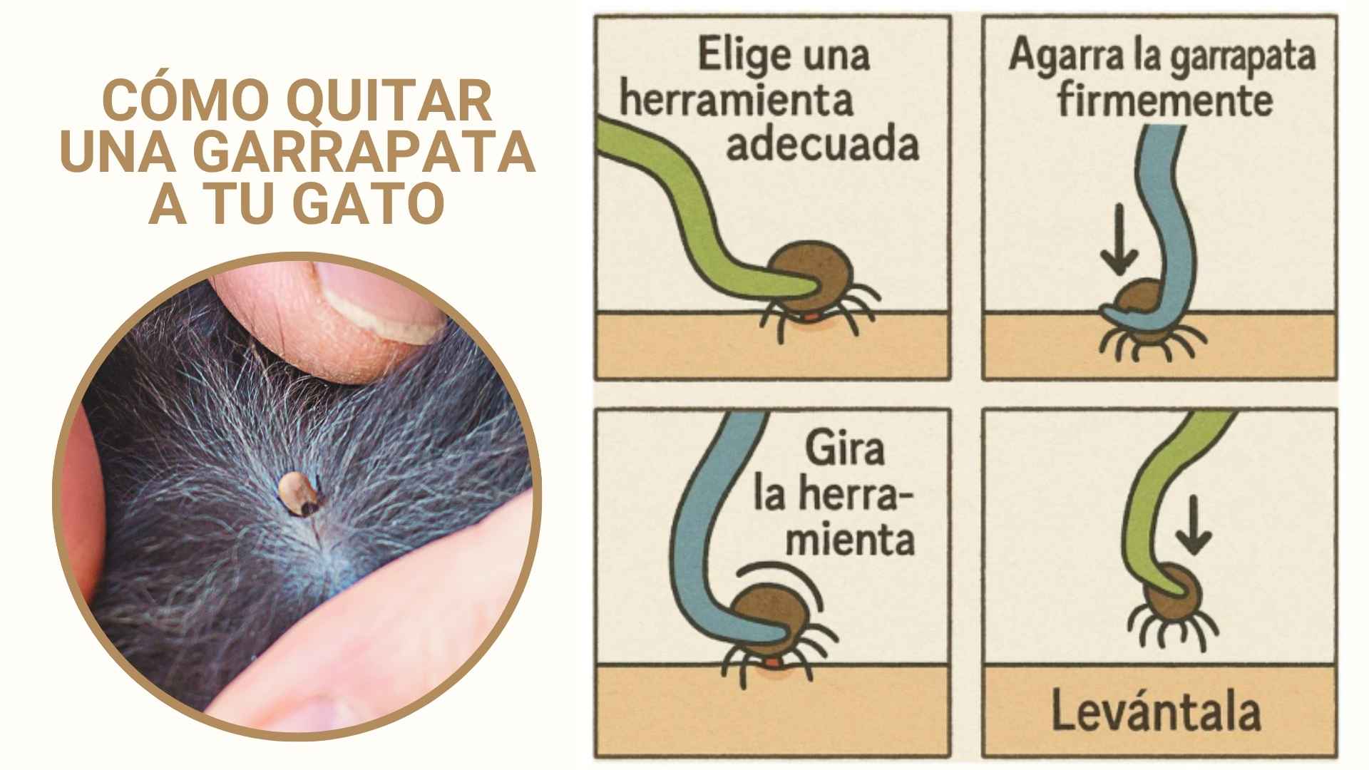 cómo quitar garrapatas a un gato